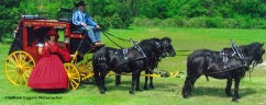 Cathy Eggers with 1865 Wells Fargo Stagecoach & Drive and Horses from CommerFord Zoo